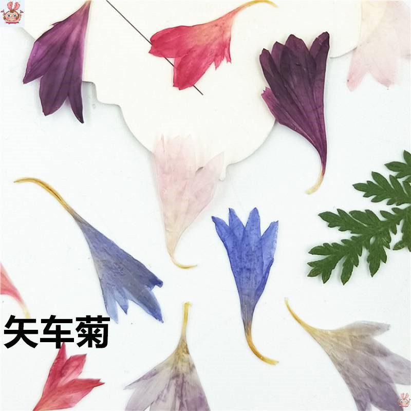 Resin Jewelry Kit - 20 Plant Specimens, Cornflower Petals, Natural